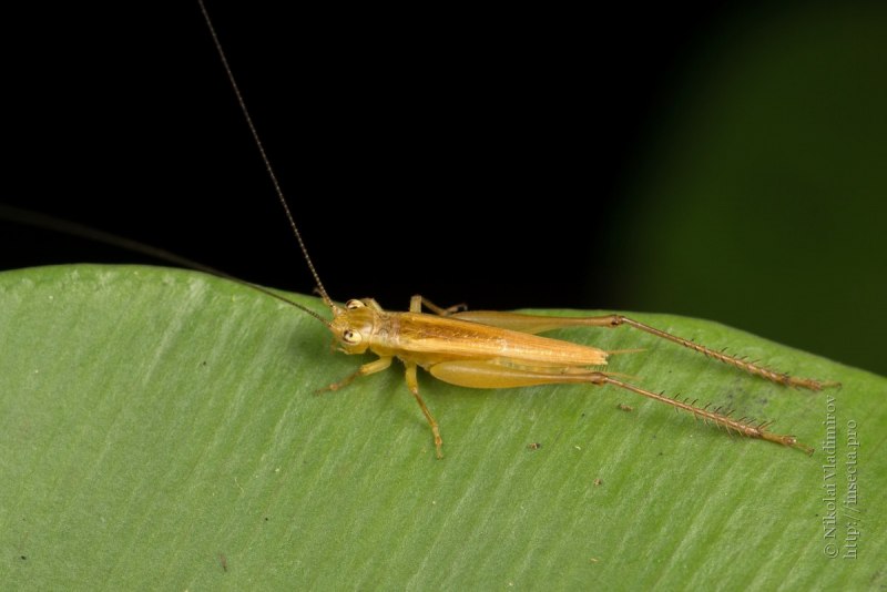 Кобылка темнокрылая / Stauroderus scalaris