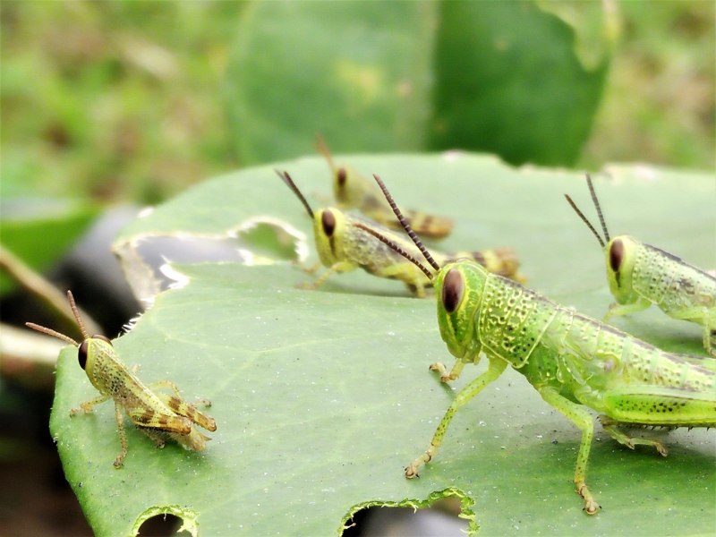 Oedipoda caerulescens