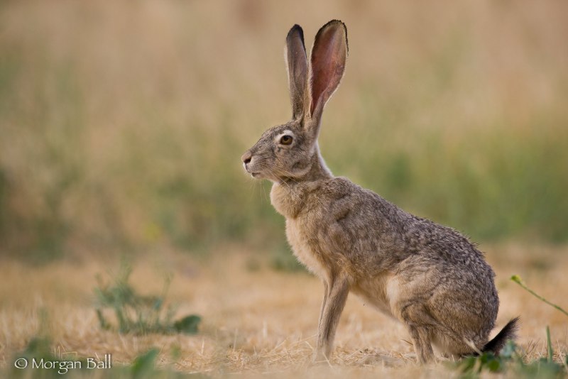 Lepus californicus