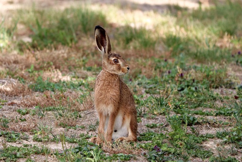 Маньчжурский заяц Lepus mandshuricus