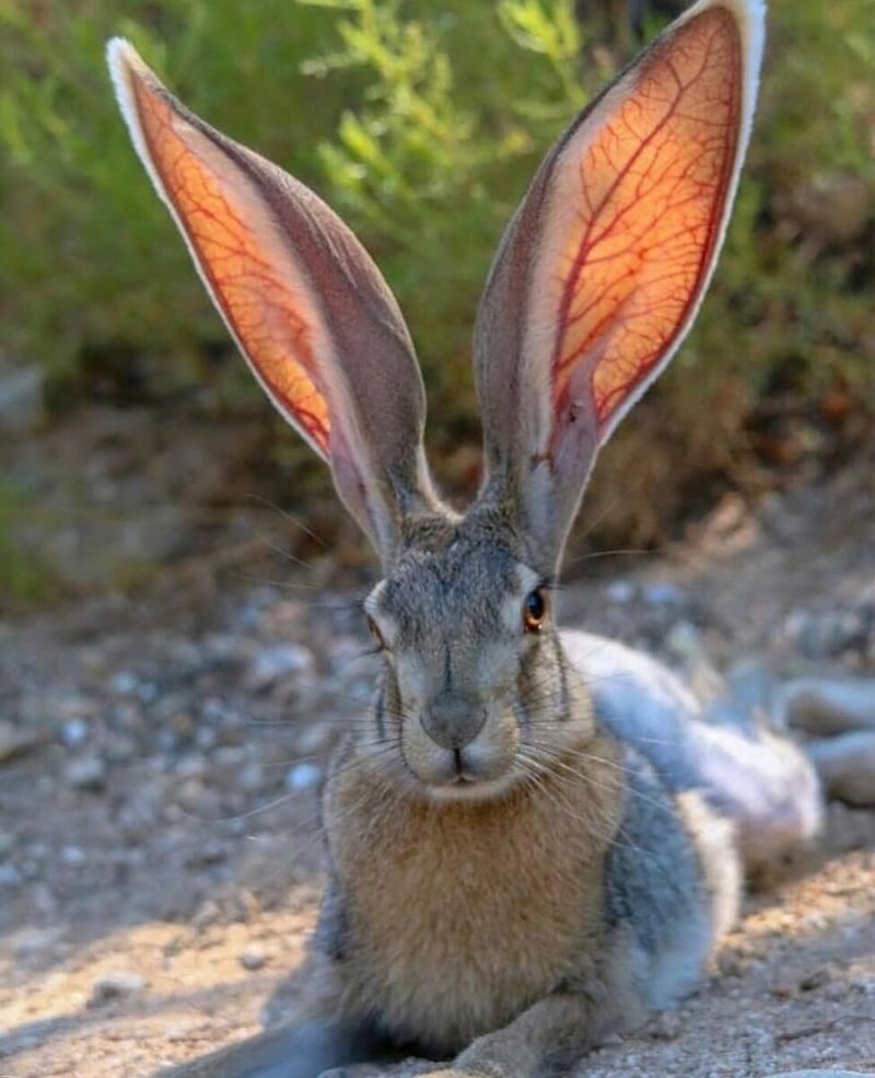 Длинноухий заяц (57 фото)