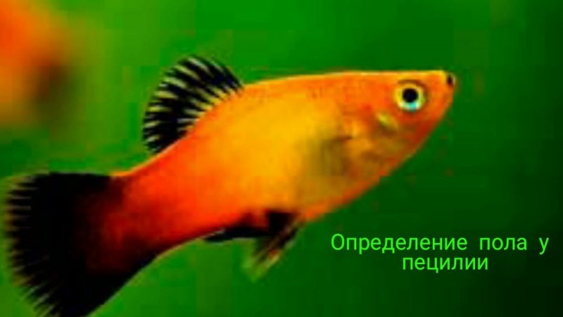 Моллинезия черно-Золотая лирохвостая