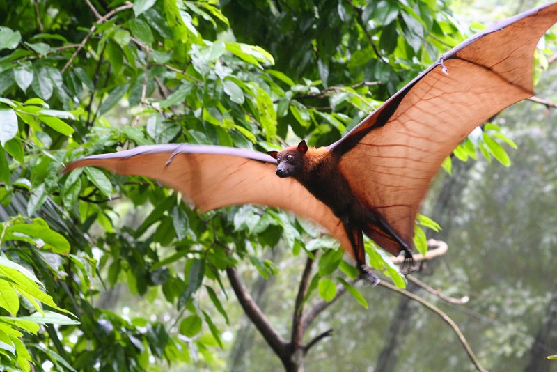 Mirimiri Acrodonta