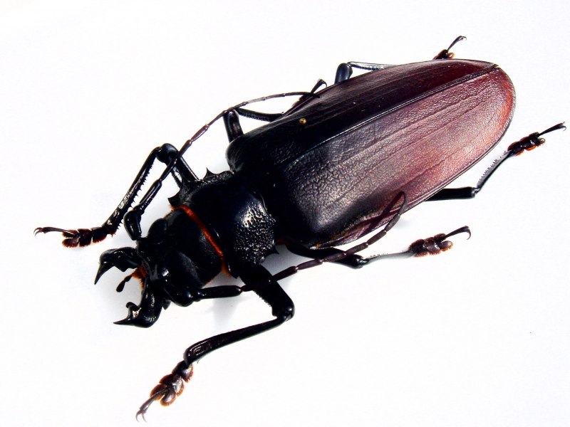 Жук Titanus giganteus