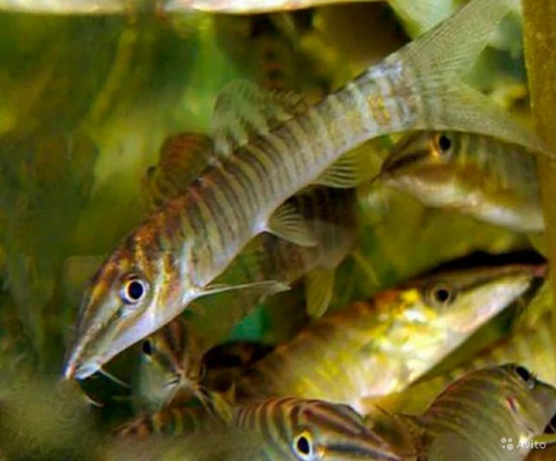 Botia hymenophysa