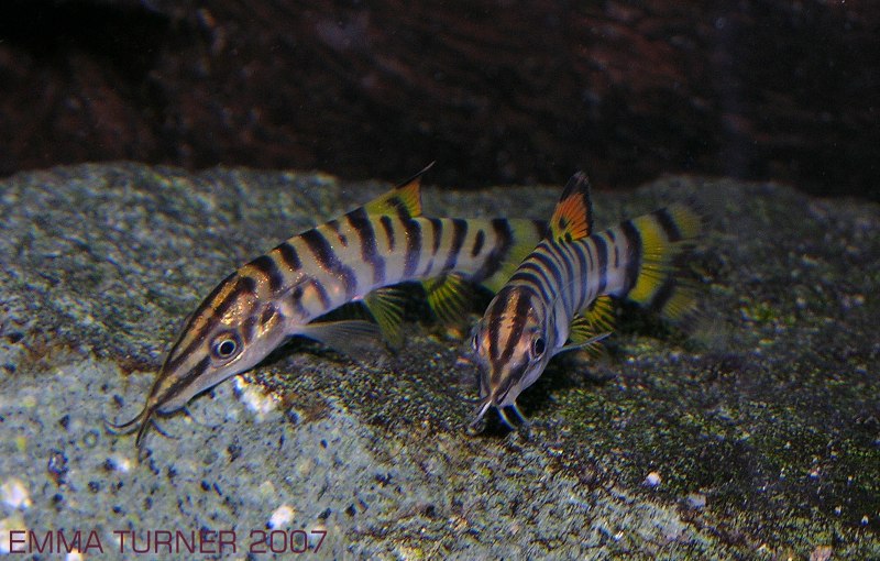 Боция Бердмора (Syncrossus berdmorei)