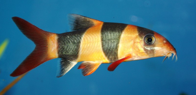 Боция Бердмора (Syncrossus berdmorei)
