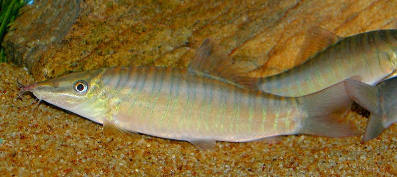 Botia hymenophysa