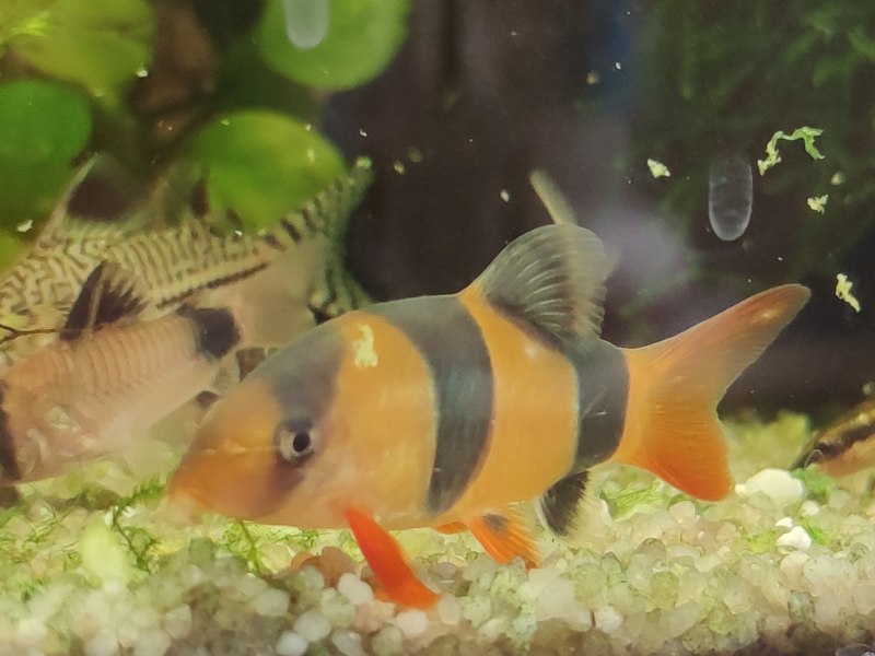 Botia Helodes
