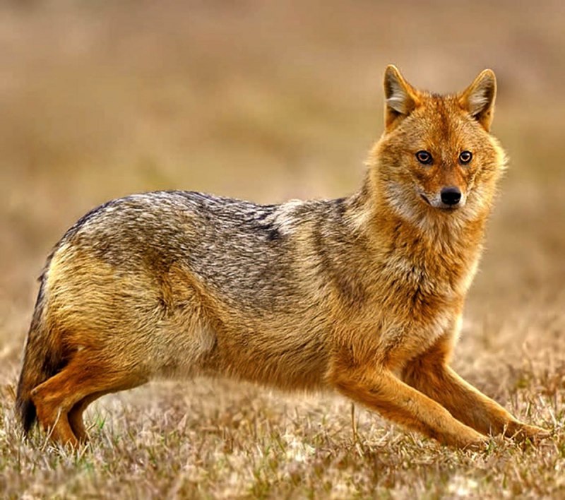 Обыкновенный Шакал (canis aureus)