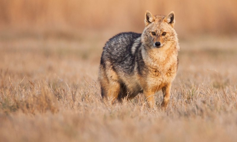 Полосатый Шакал (canis adustus)