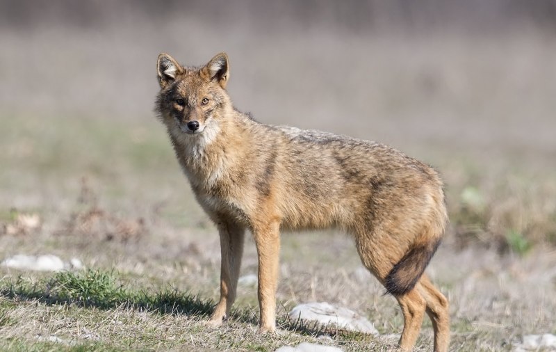 Чепрачный Шакал canis mesomelas