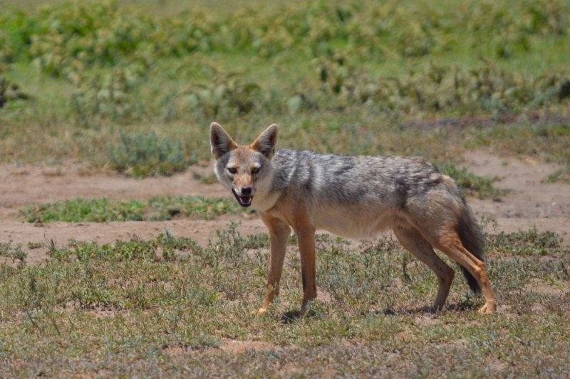 Шакал (canis aureus)
