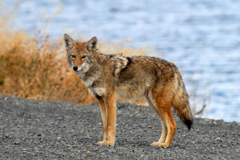 Луговой волк canis Latrans