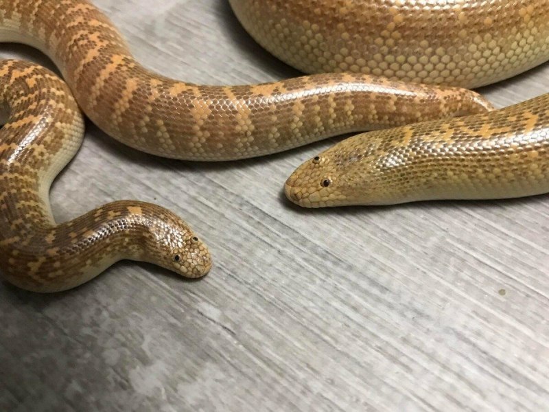 Восточный удавчик Eryx tataricus
