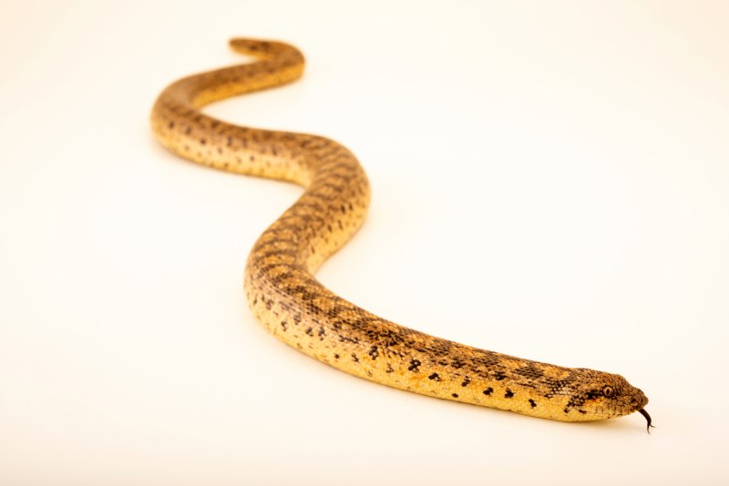 Eryx colubrinus