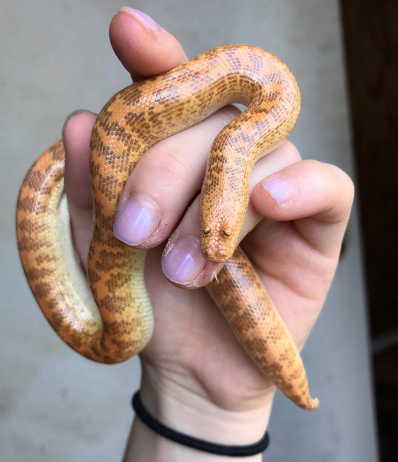 Песчаный удавчик Eryx miliaris (Pallas, 1773)