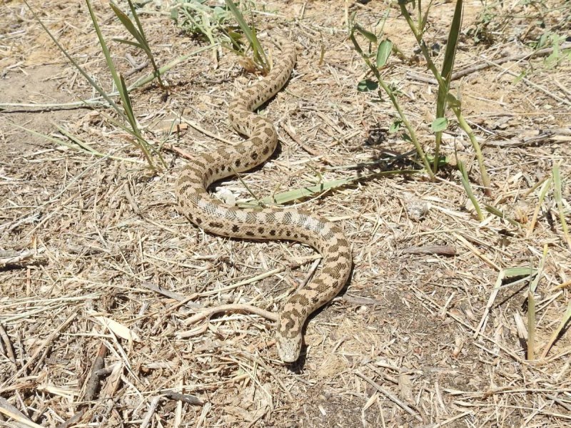 Восточный удавчик Eryx tataricus