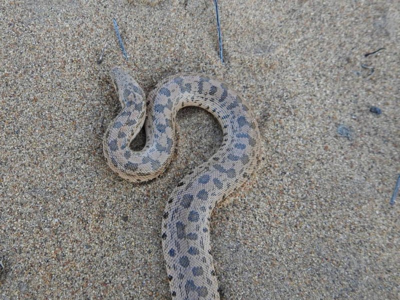 Eryx tataricus