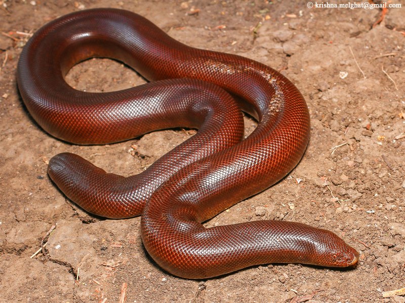 Epicrates cenchria gaigei