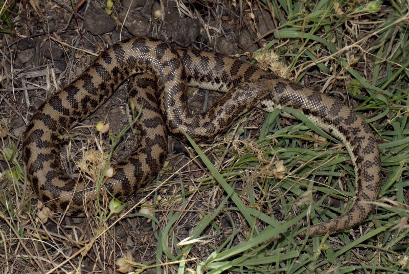 Gongylophis colubrinus