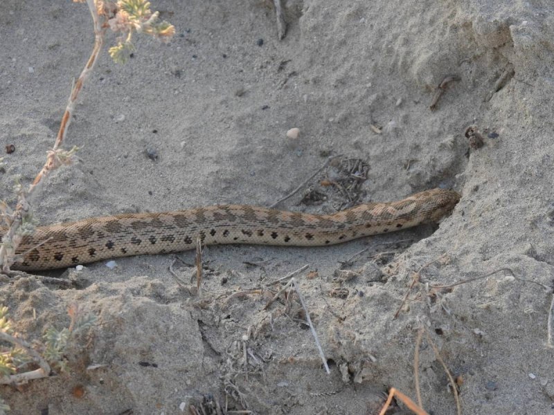 Eryx miliaris