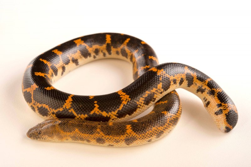 Gongylophis colubrinus