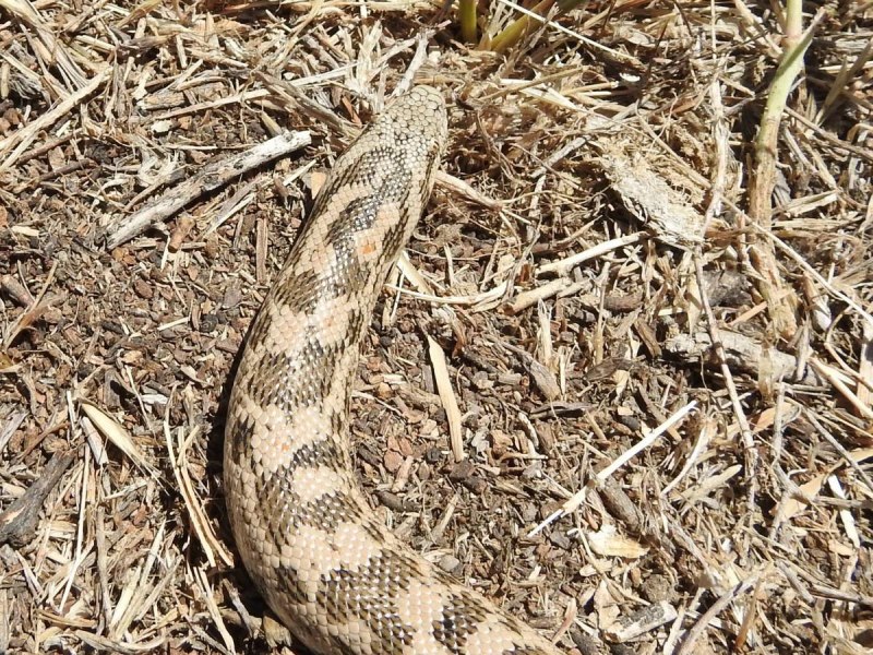 Eryx tataricus