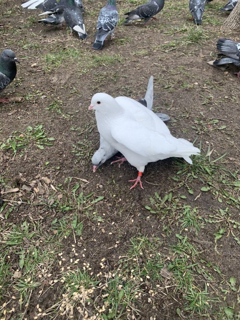 Голуби во дворе