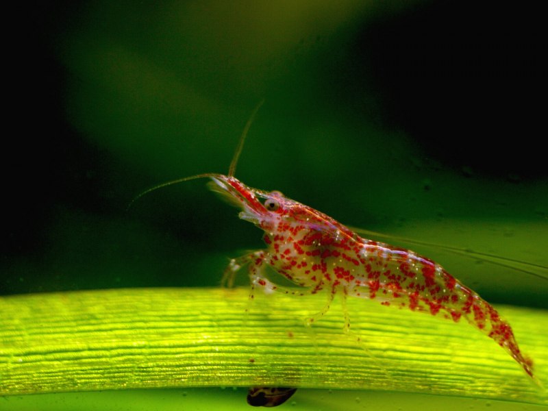 Креветка неокаридина Neocaridina heteropoda Wild