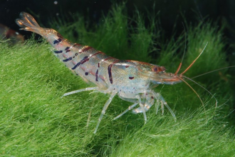 Periclimenes brevicarpalis
