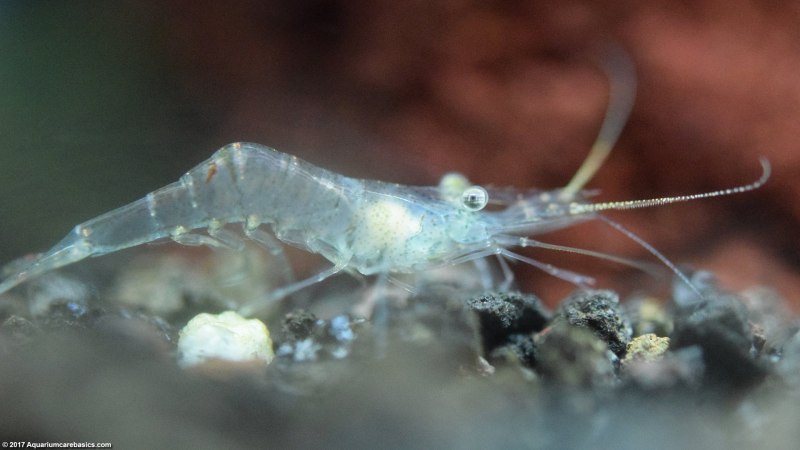 Ghost Shrimp креветка