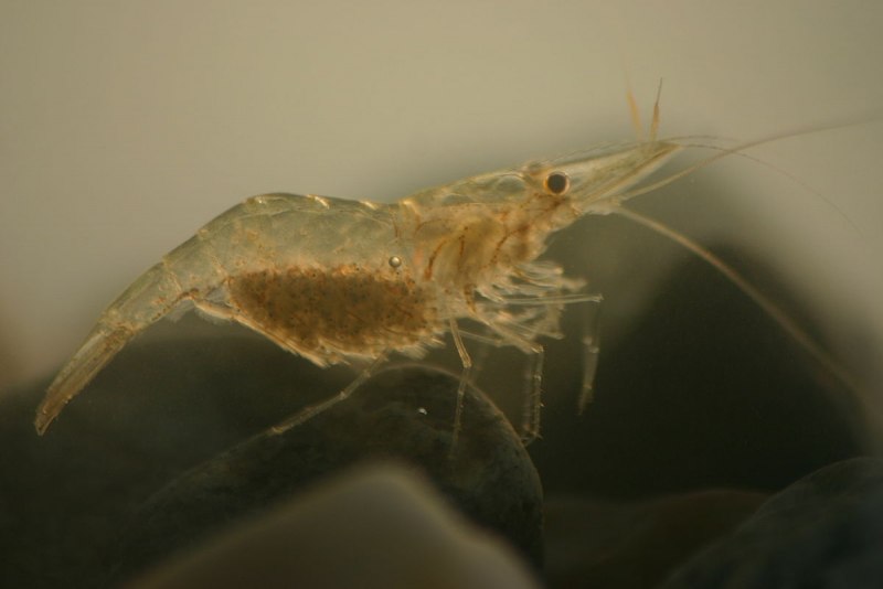 Креветка Снежинка - Neocaridina CF. Zhangjiajiensis var. White