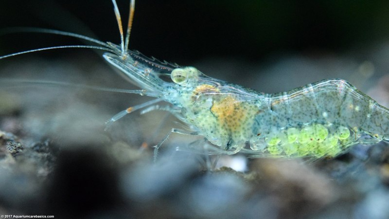 Ghost Shrimp креветка