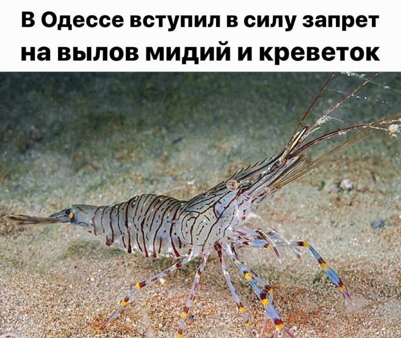 Пильчатая креветка