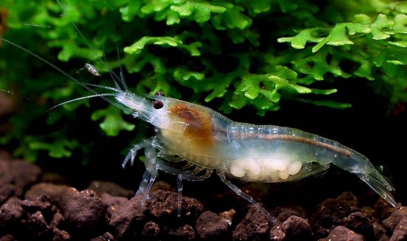 Креветка Caridina parvula