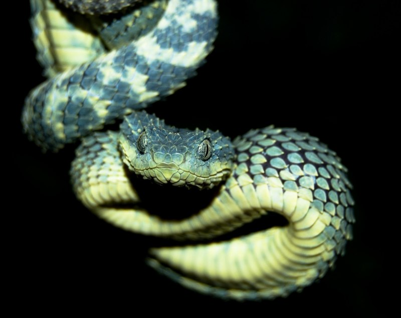 Кустарниковая гадюка (Atheris