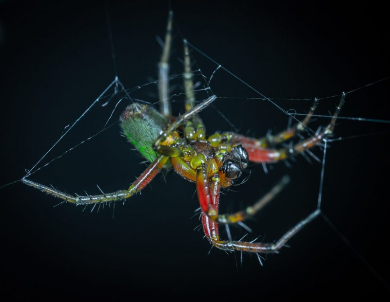 Maratus scutulatus