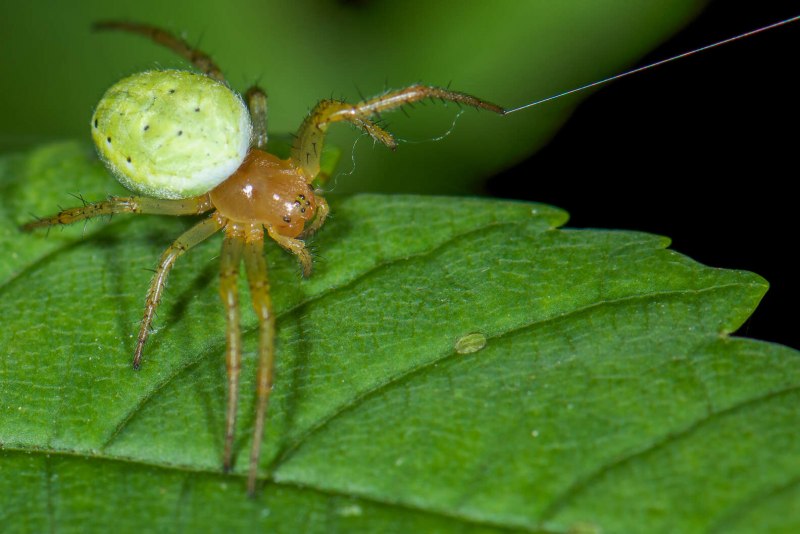 Паук Araniella cucurbitina