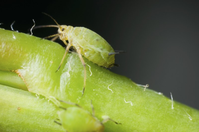 Phyllobius pomaceus