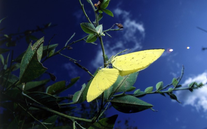 COLIAS philodice