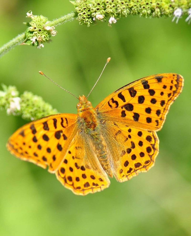 Phoebis sennae