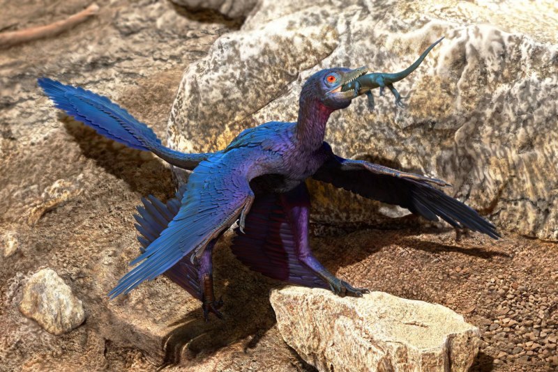 Microraptor АРК