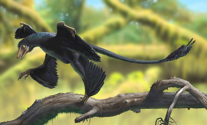 Microraptor zhaoianus