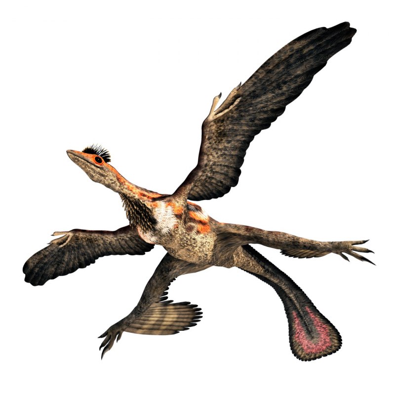 Microraptor zhaoianus