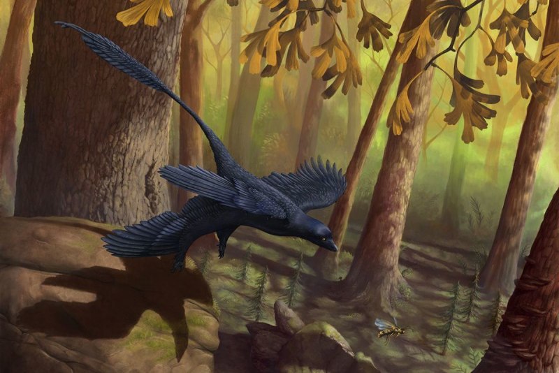 Microraptor zhaoianus