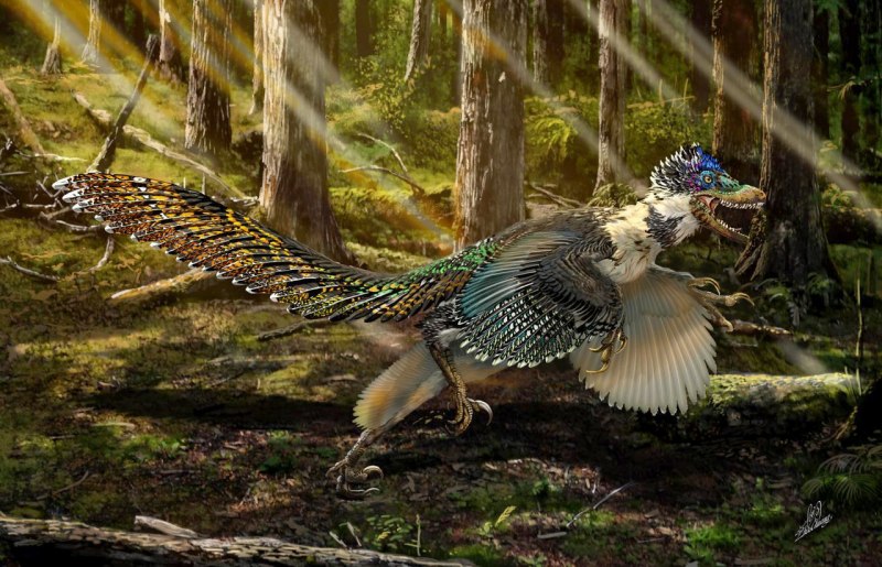 Microraptor АРК