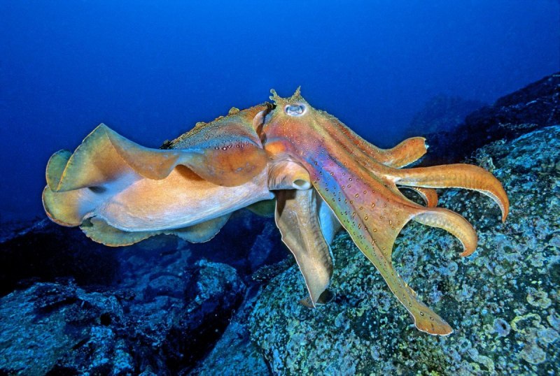Морские головоногие моллюски