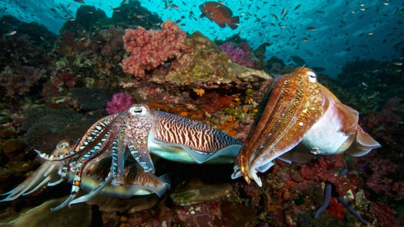 Каракатица морской монах
