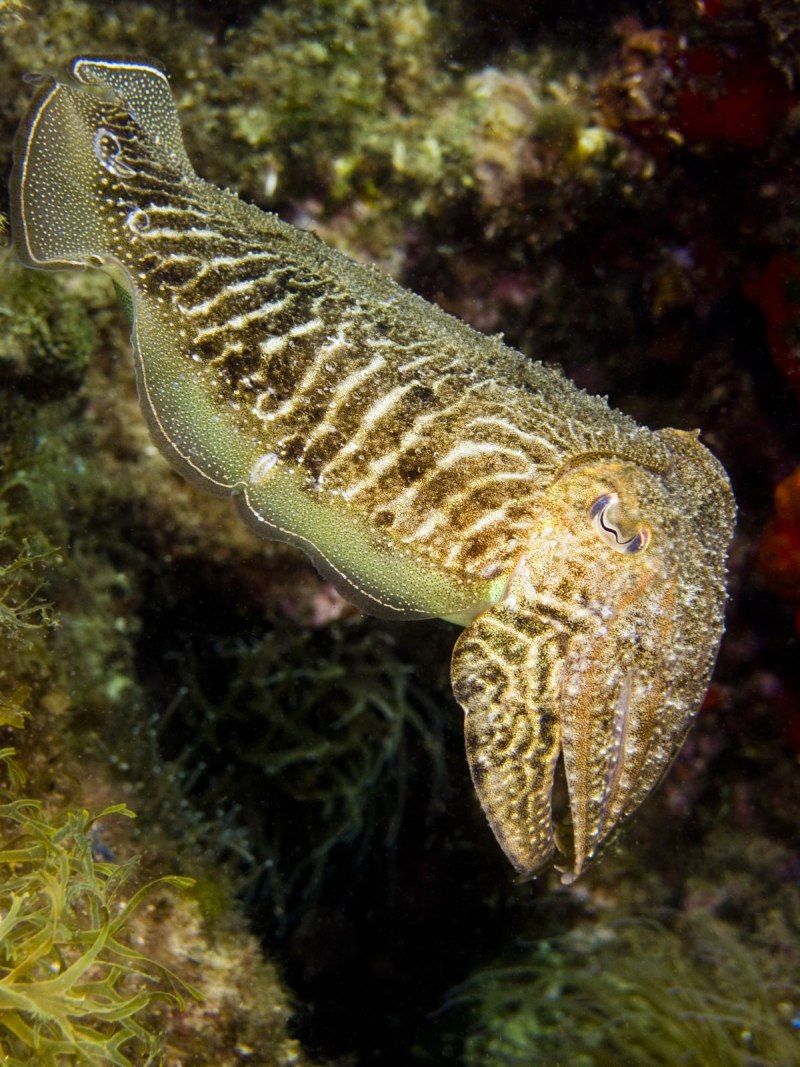Каракатица красное море